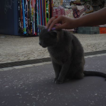 Foto de um gato cinza escuro, sentado na rua e recebendo um carinho, mas só é possível ver o braço da pessoa.