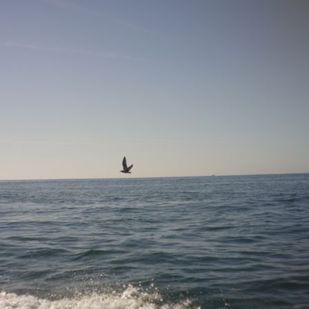 Foto do mar, metade pra baixo é o mar e metade pra cima é o céu. No meio um gaivota voando.
